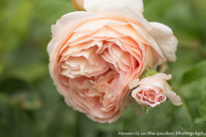 David Austin rose