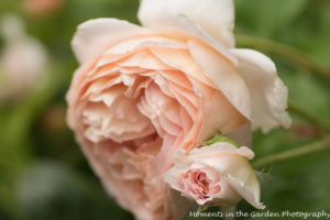 David Austin rose2