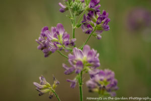 Deep purple alfalfa