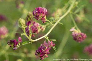 Deep purple alfalfa good