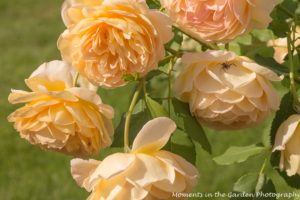 Double apricot roses with spider