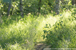 Early morning light