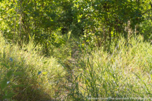 Early morning light, grasses