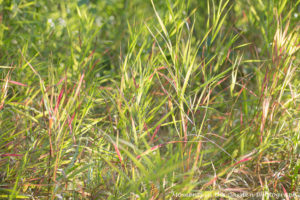 Grasses picking up red