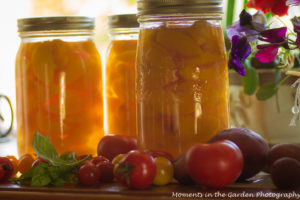 Harvest time, canned peaches