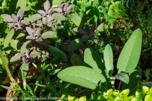 Herb pot with salvia-8881