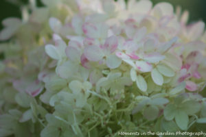 Hydrangea paniculata close up tinged pink