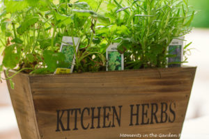 Kitchen Herbs