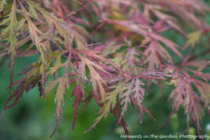 Lacy leaf maple starting to turn