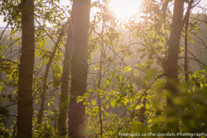 Light coming through trees