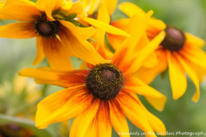 Love this rudbeckia