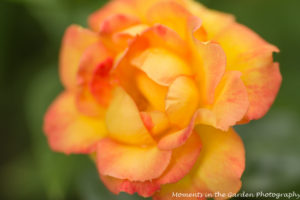 Lovely yellow and pink rose