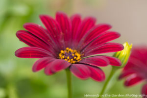 Maroon osteospermum