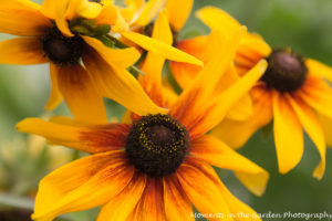 Nice coloured rudbeckia