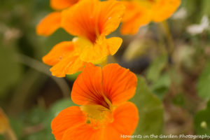 Orange nasturtium