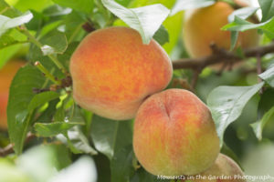 Peaches ready to pick good