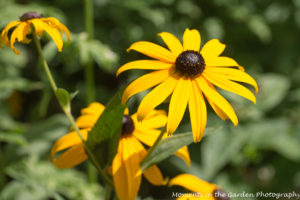 Rudbeckia, blackeyed susan good