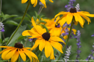 Rudbeckia, blue salvia