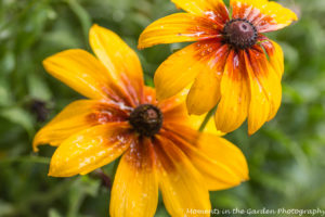 Rudbeckias close up