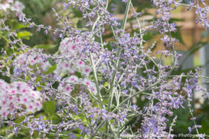 Russian sage with phlox in background