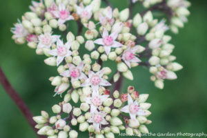 Sedum, Autumn Joy