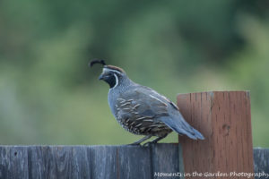 Side profile of quail good2