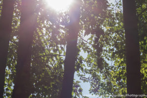 Sunlight through trees