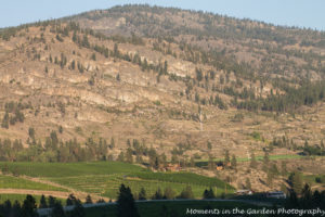 View from Wild Goose Winery