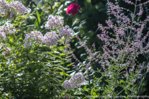 White and pink phlox, rose, perovskia