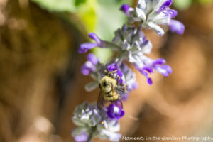 bee-on-salvia-2