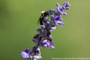 Bee on salvia