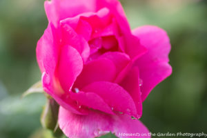 Deep pink rose after rainfall good