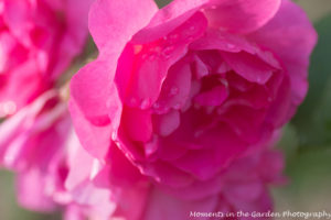 Deep pink roses after the rain good