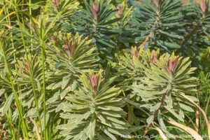 Euphorbia variegated