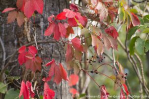 fall-photo-virginia-creeper