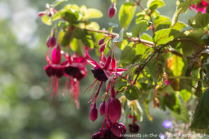 Fuchsia, early morning light