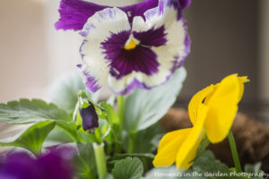 Giant pansy