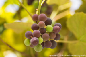 Grapes forming