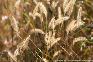 grasses-good