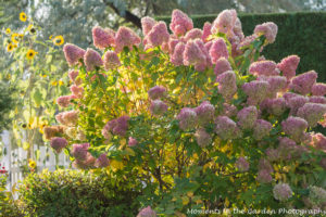 h-paniculata-sunflowers-in-background