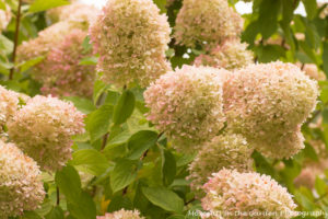 hydrangea-paniculata