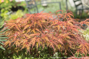 Lacy leaf japanese maple