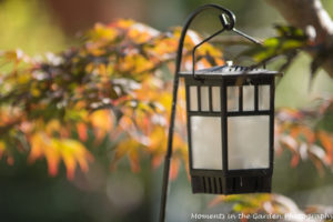 lantern-blurred-maple