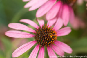 Light pink echinecea