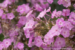 Lilac phlox