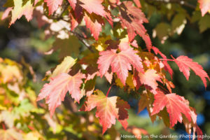 maple-leaves-good