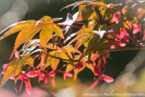 maple-seeds