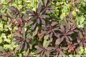 Maroon euphorbia against spirea