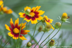 Orange and yellow coreopsis good