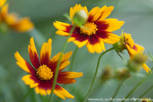 Orange and yellow coreopsis good2